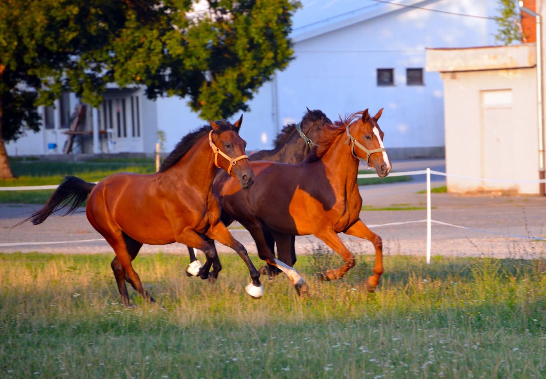 Horses at turnout in Croatia